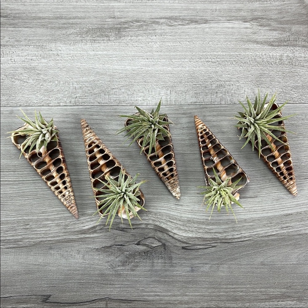🌿Air Plant In A Shell🌿 - Picture 7 of 8